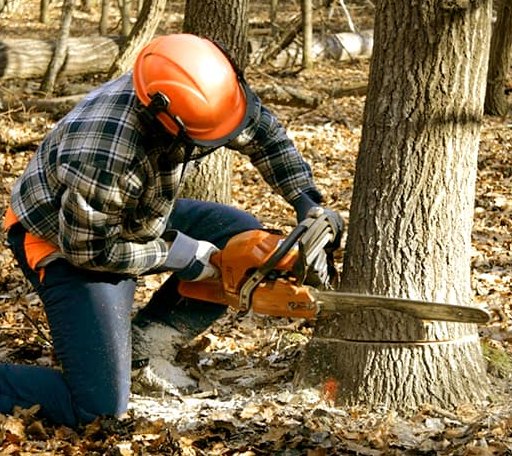 Tree Removal in Macksville, KS